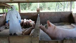 Kementan, Pemprov Sulut, dan FAO Lawan Penyakit African Swine Fever (ASF) dengan Intervensi Biosekuriti bagi Peternak Babi di Sulawesi Utara
